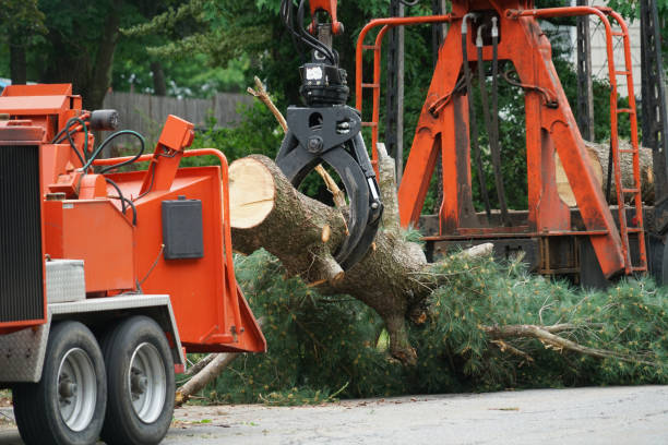 Best Tree Planting  in USA